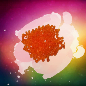 Cabochons Orange Gems Image